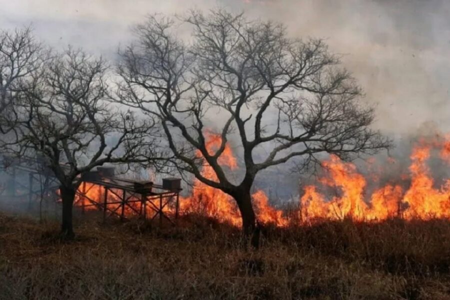 Incendios forestales: Entre Ríos y Santa Fe registran focos activos