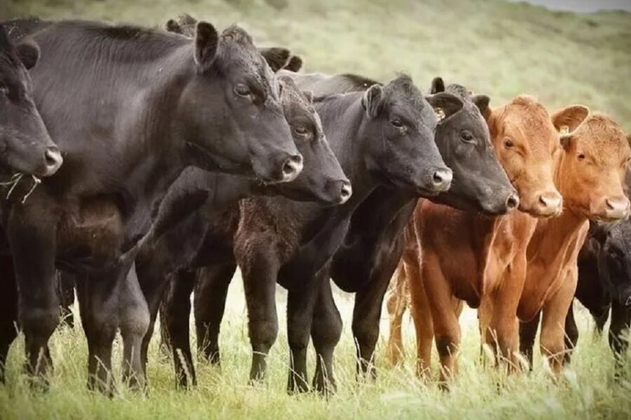 (Mención a Entre Ríos) Expansión de las exportaciones ante la guerra en Europa: La Pampa puede ser un actor clave