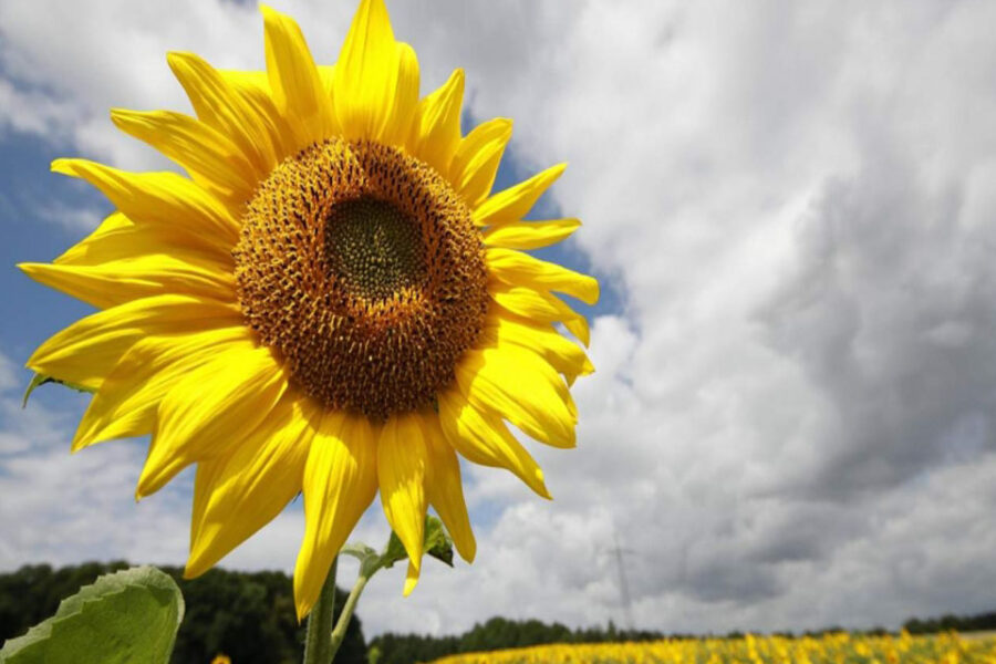 Entre Ríos proyecta un importante aumento en la cosecha del girasol