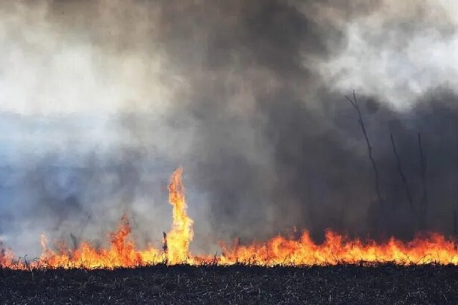 (Mención a Entre Ríos) Preocupación: casi 100 mil hectáreas se quemaron en el Delta del Paraná