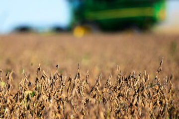 (Mención a Bahillo) Dólar soja con volumen récord: en los dos primeros días se vendieron 2,13 millones de toneladas