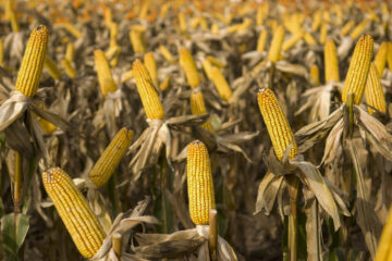 En la debacle del trigo, Entre Ríos lidera los rindes por hectárea