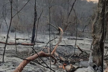 (Mención a Entre Ríos) Los incendios arrasan con más de 5.000 hectáreas de bosque en Jujuy y hay fuego en otras cuatro provincias