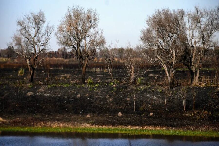 Destrucción y animales muertos: Clarín en las islas de las quemas en Entre Ríos