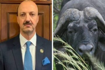 Embestida mortal: el presidente de la Federación Mexicana de Caza murió en Entre Ríos intentando cazar a un búfalo