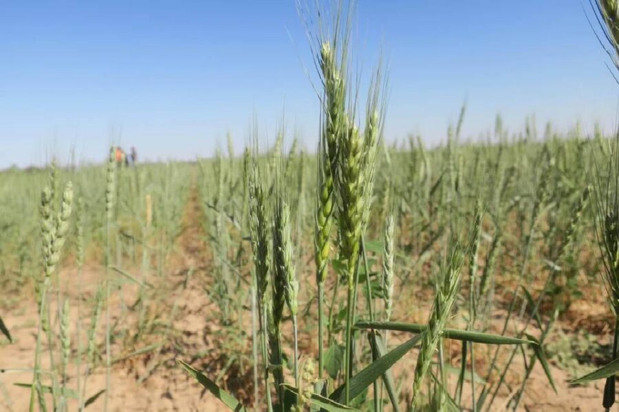 (Mención a Entre Ríos) La sequía no cede y pone en riesgo a más de un cuarto del trigo sembrado