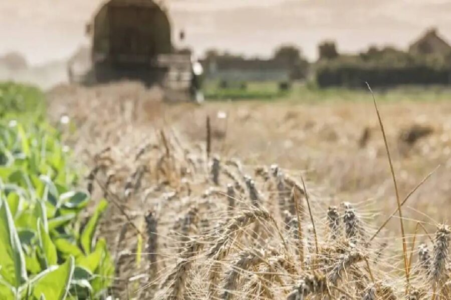 (Mención a Bahillo) Por la sequía extrema habrá menos trigo: ¿impactará en el precio del pan?