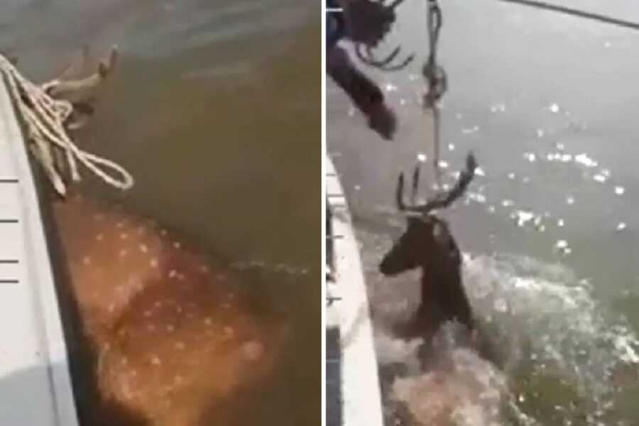 Se graban “pescando” un ciervo en el río Paraná