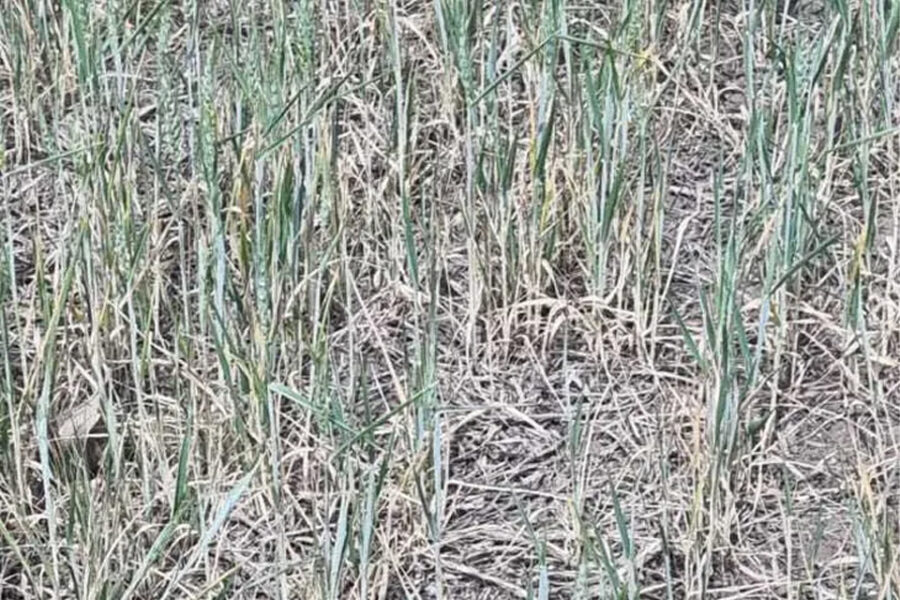 (Mención a Bahillo) Sequía extrema: afecta más de 140 millones de hectáreas y 12,4 millones de vacunos