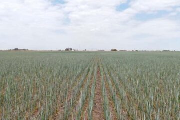 (Mención a Bahillo) “Pérdida irreversible, amargura, desesperanza”: la peor sequía en 20 años, en primera persona