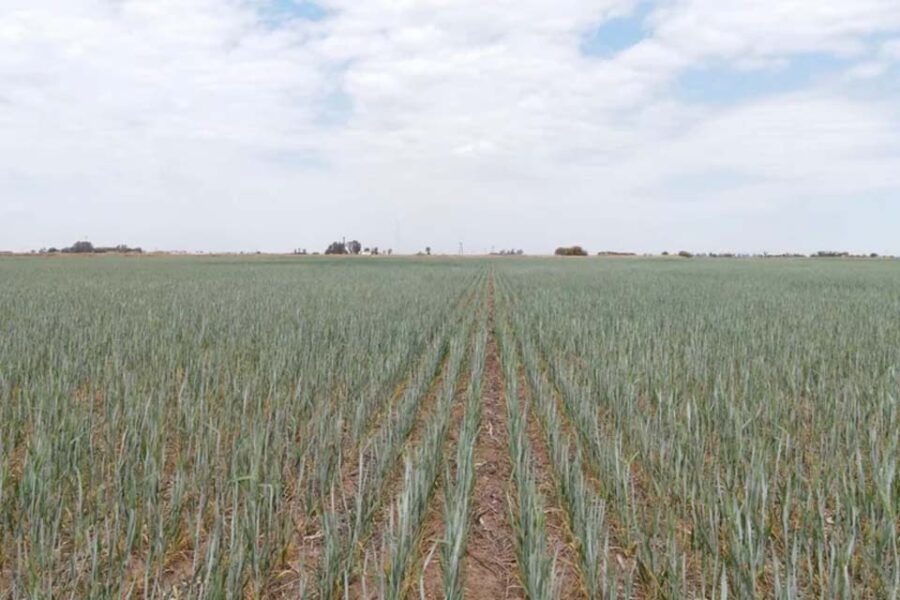 (Mención a Bahillo) “Pérdida irreversible, amargura, desesperanza”: la peor sequía en 20 años, en primera persona