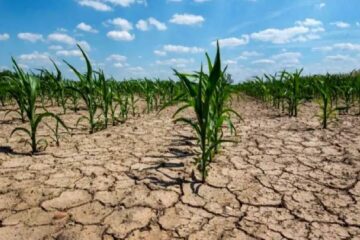 (Mención a Entre Ríos) La sequía golpea a la fábrica de dólares argentina: la soja