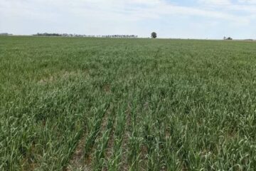 (Mención a Entre Ríos) Se agrava la crisis por la sequía y advierten que ya se encuentra afectado el 60{10b083c464b21a2e5b96ab7d1950c6efda5949816d8d4b699d6508628a11a647} del país