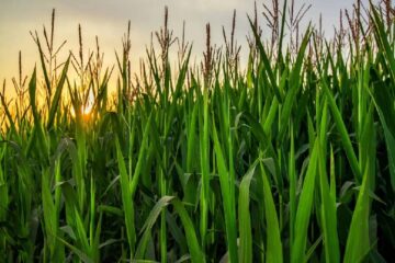 (Mención a Entre Ríos) El potasio puede ser el Rodrigo De Paul de los cultivos