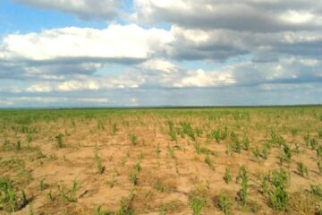(Mención a entre Ríos) Alerta en el campo: la sequía se profundiza y crece la incertidumbre por el impacto en la economía
