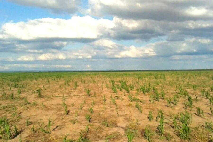 (Mención a entre Ríos) Alerta en el campo: la sequía se profundiza y crece la incertidumbre por el impacto en la economía