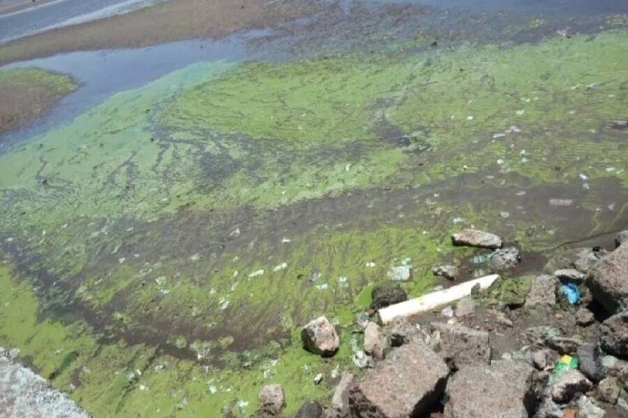 (Mención a Entre Ríos) Emiten una alerta por cianobacterias en balnearios bonaerenses: qué son y cómo afectan a la salud