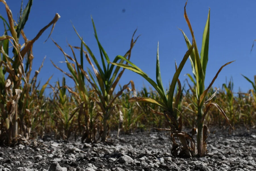 En Entre Ríos advierten que atraviesan la peor sequía de los últimos 60 años