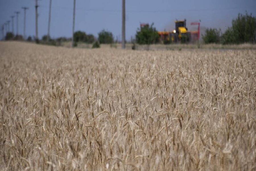 (Mención a Entre Ríos) La cosecha de trigo sigue cayendo: recortan 300.000 toneladas y la producción será la mitad de la obtenida en 2021