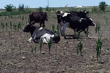 (Mención a Paraná)”Apocalipsis lácteo”: por la sequía y el dólar soja, ya cerraron 400 tambos y liquidan animales por falta de alimento