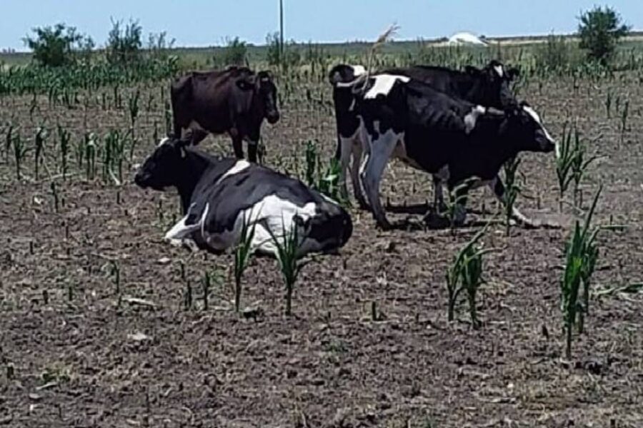 (Mención a Paraná)”Apocalipsis lácteo”: por la sequía y el dólar soja, ya cerraron 400 tambos y liquidan animales por falta de alimento