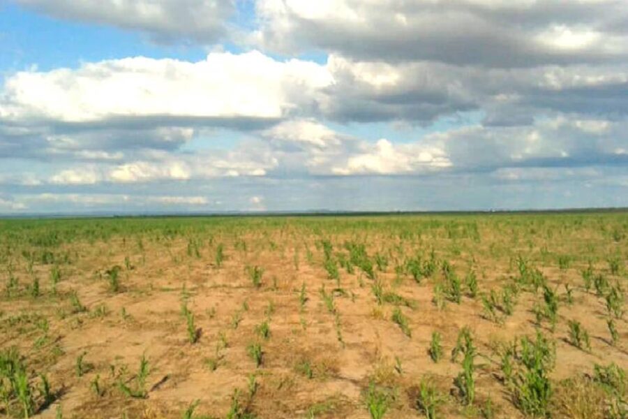 (Mención a Entre Ríos) Sequía: una por una, cuál es la situación en las principales provincias afectadas