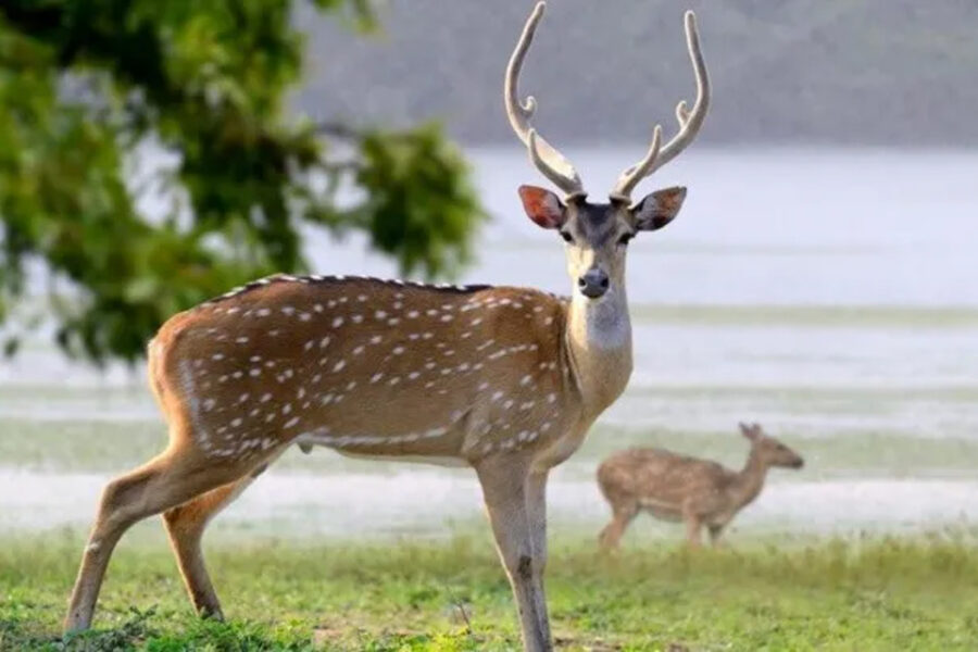 (Sucedió en Entre Ríos) Un ciervo atacó y mató a un hombre de 86 años e hirió de gravedad a su esposa