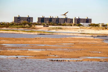 (Mención a Entre Ríos) Las consecuencias de la bajante en el río Paraná: pérdida de cosechas, mortandad de ganado y fauna ictícola