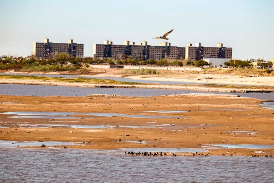 (Mención a Entre Ríos) Las consecuencias de la bajante en el río Paraná: pérdida de cosechas, mortandad de ganado y fauna ictícola