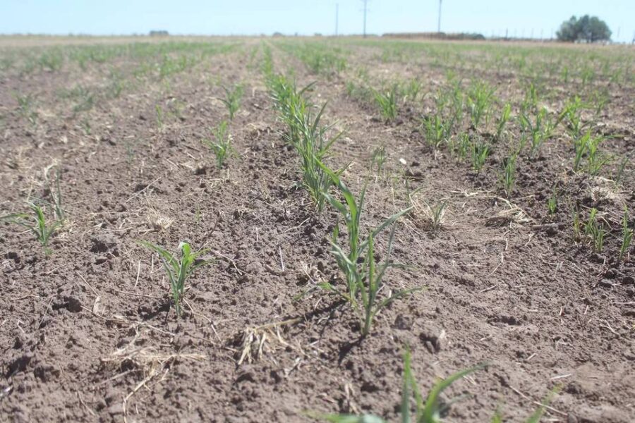 (Mención a Entre Ríos) “Es desastroso todo esto”: testimonios de todo el país reflejan el drama de la sequía