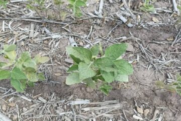 La SRA Entre Ríos vuelve a exigir medidas al gobierno por la sequía