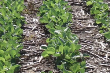 (Mención a Entre Rïos) Por las impresionantes sequías, se pierde el 45{10b083c464b21a2e5b96ab7d1950c6efda5949816d8d4b699d6508628a11a647} de la soja en la zona más productiva