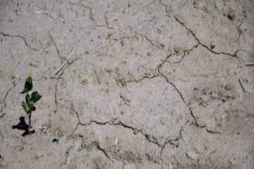 (Mención a Entre Ríos) Sequía extrema: le dio la soja a las vacas para que no mueran de hambre por la falta de pasto