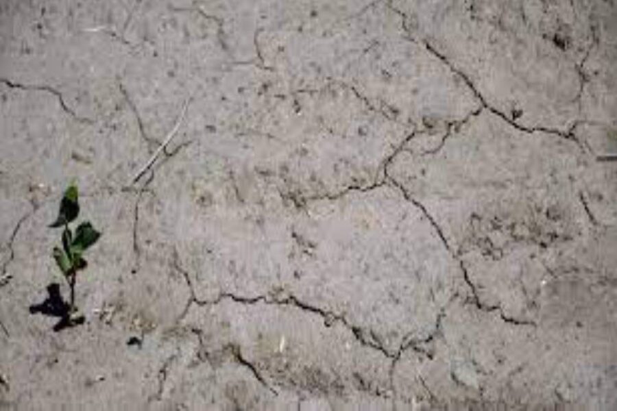 (Mención a Entre Ríos) Sequía extrema: le dio la soja a las vacas para que no mueran de hambre por la falta de pasto