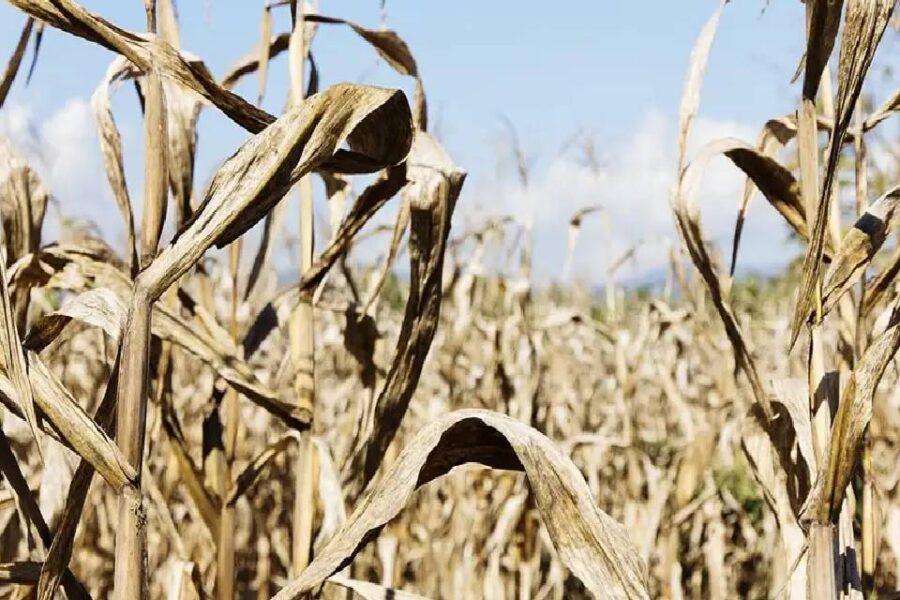 (Mención a Entre Ríos) Pérdidas millonarias: la sequía le da un golpe mortal al maíz de primera