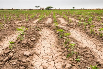 (Mención a dirigente entrerriano) Sequía: piden medidas para aliviar situación de productores