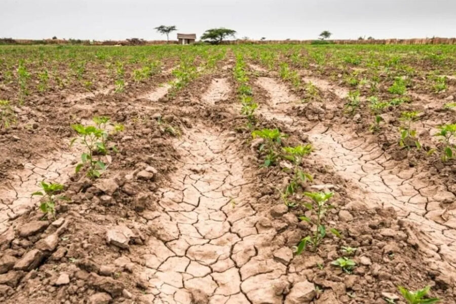(Mención a dirigente entrerriano) Sequía: piden medidas para aliviar situación de productores