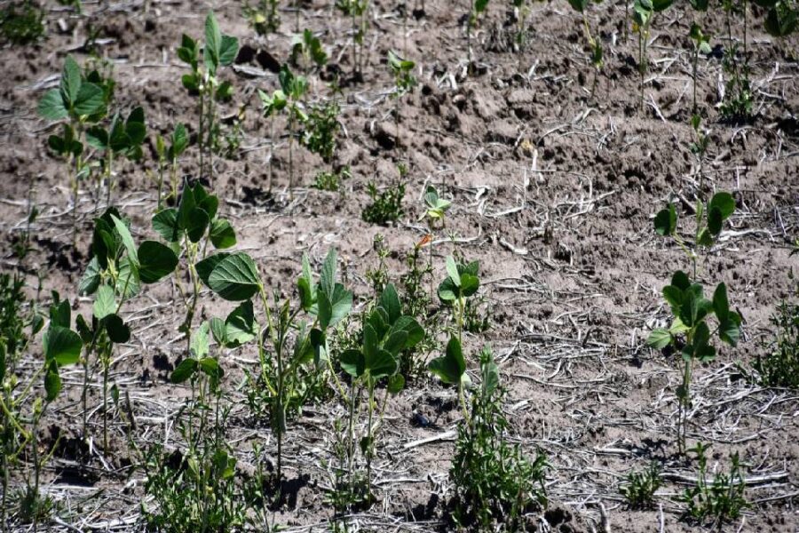 (Mención a Entre Ríos) Sequía sin fin: un 60{10b083c464b21a2e5b96ab7d1950c6efda5949816d8d4b699d6508628a11a647} de la soja se encuentra en estado regular o malo y los cultivos se deterioran día a día