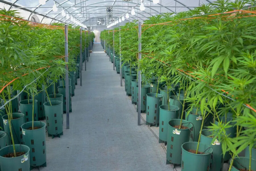 (Mención a Bahillo) Lanzan la Agencia Nacional de Cannabis para impulsar su uso medicinal e industrial