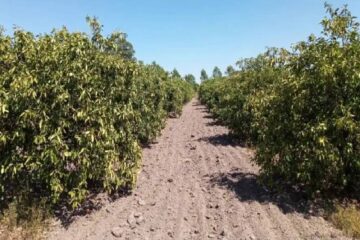 La sequía en Entre Ríos genera gran mortandad de vacas y pérdidas en cultivos