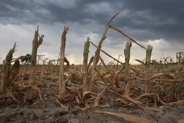 (Mención a localidad entrerriana) El impacto de la sequía: 5 claves para entender cómo y cuánto golpeará a la economía argentina