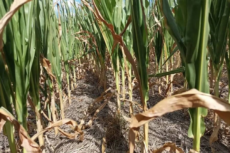 Sequía: el senador Alfredo De Angeli presentó un proyecto para que se eliminen en forma gradual las retenciones