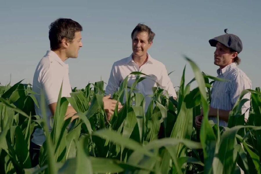 (Mención a Entre Ríos) El maíz crece gracias a un servicio de agricultura de precisión en nutrición