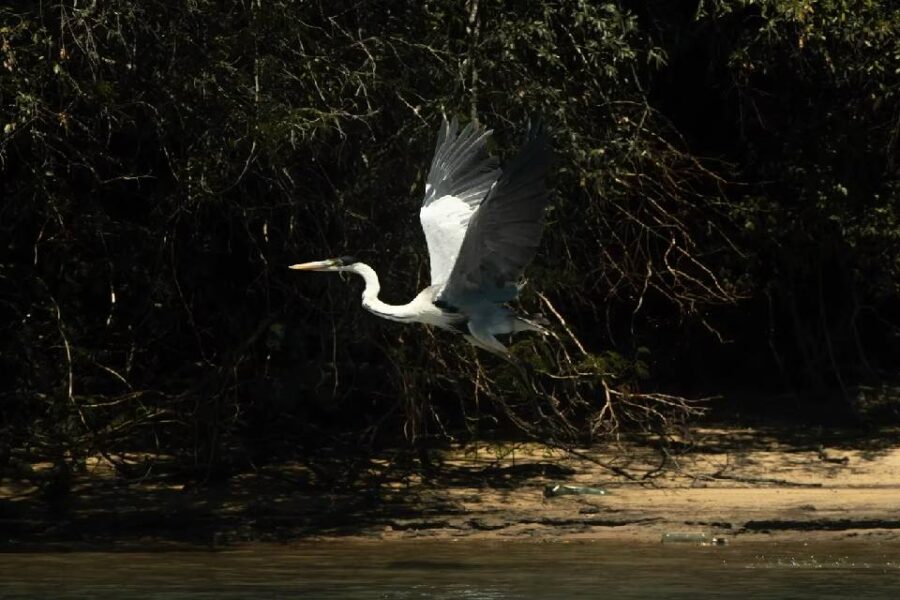 (Mención a Entre Ríos) Día de los Humedales: 20 fotos del proyecto del nuevo Parque Nacional “Islas y canales verdes del río Uruguay”