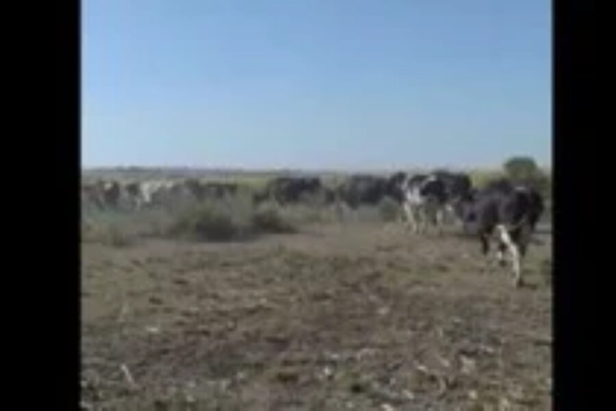 (Mención a localidad entrerriana) “Nos quieren de rodillas”: la bronca de un tambero por no recibir ayuda estatal frente a la sequía