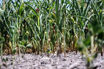 (Mención a Entre Ríos) Nuevo recorte en la producción de soja por la sequía: será la más baja en 15 años