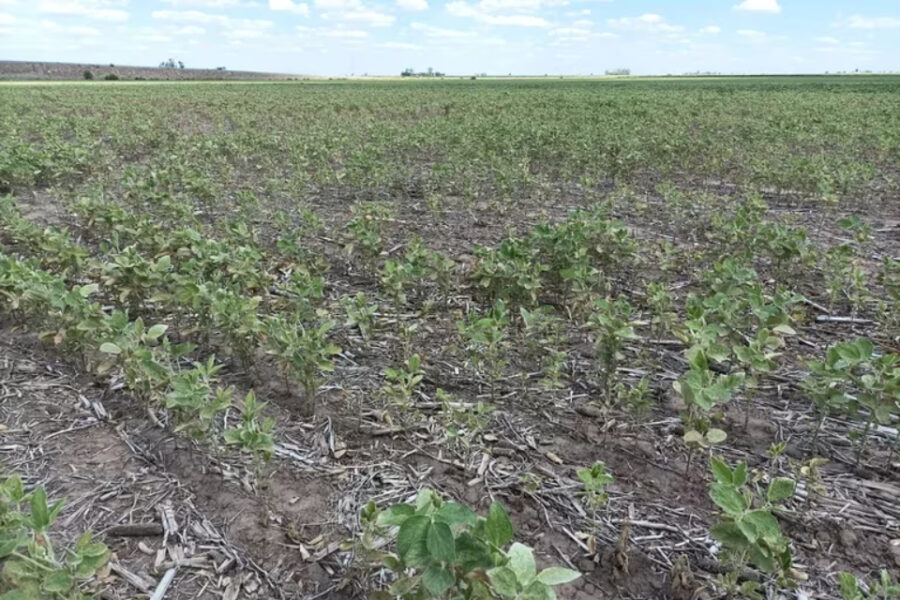 (Mención a Bahillo) Por los efectos de la sequía, la cadena de la soja pidió un cambio de políticas para volver a crecer