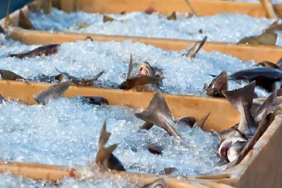 (Mención a Entre Ríos) Sábalos argentinos con agrotóxicos, los más contaminados del mundo