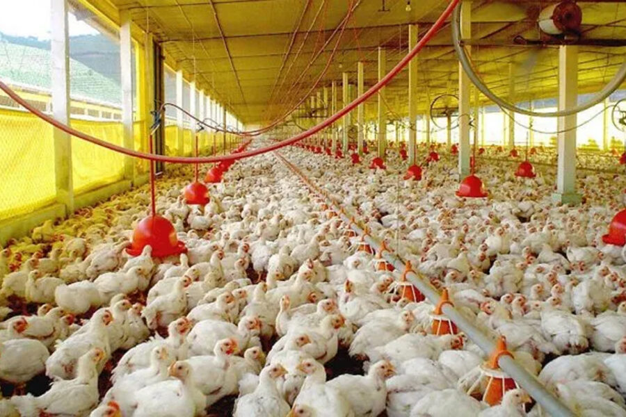 (Mención a Bahillo y a Entre Ríos) Gobierno declara emergencia sanitaria y profundiza acciones ante detección de caso de gripe aviar