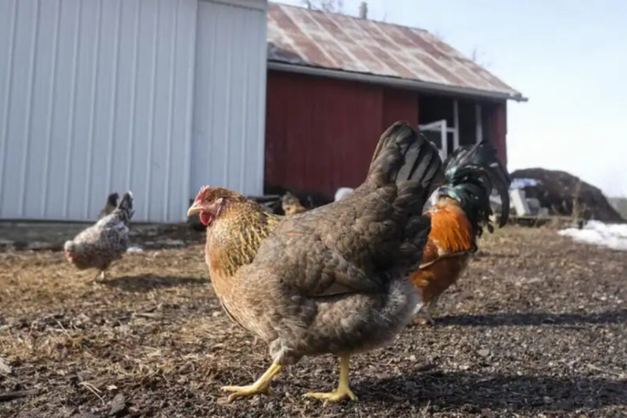 (Mención a Entre Ríos) Se detectaron nuevos casos de gripe aviar en Córdoba, Salta y Santa Fe
